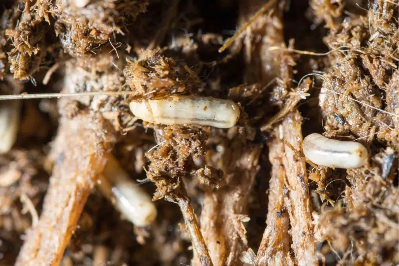 Small Creepy-crawlies In Potting Soil: What Can You Do?