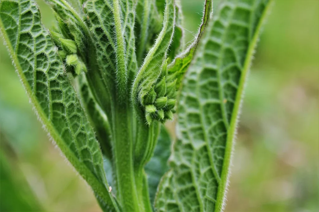 Comfrey: Planting, Care And Harvesting