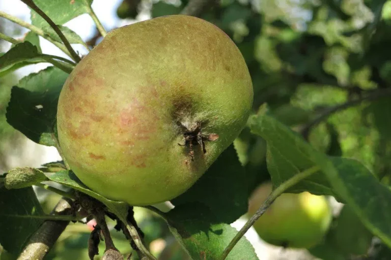 Process Unripe Apples: How To Use And Eat Them?