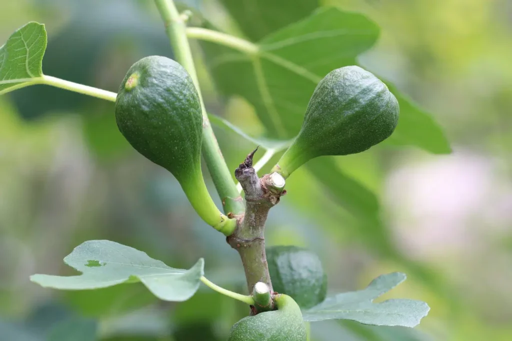 When Are Figs Ripe? | How To Recognize Ripe Fruit