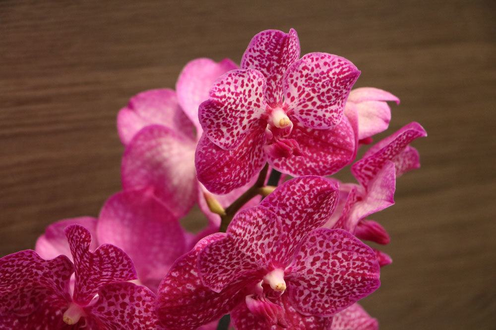 Can You Repot Orchids During Flowering?