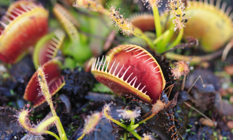 Venus Fly Traps: Complete Care Guide