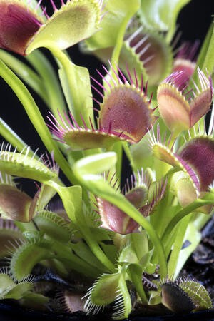 Venus Fly Traps: Complete Care Guide