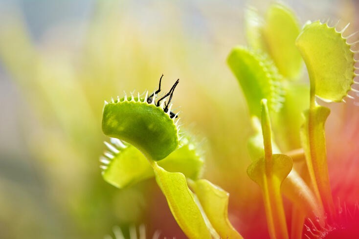 Venus Fly Traps: Complete Care Guide