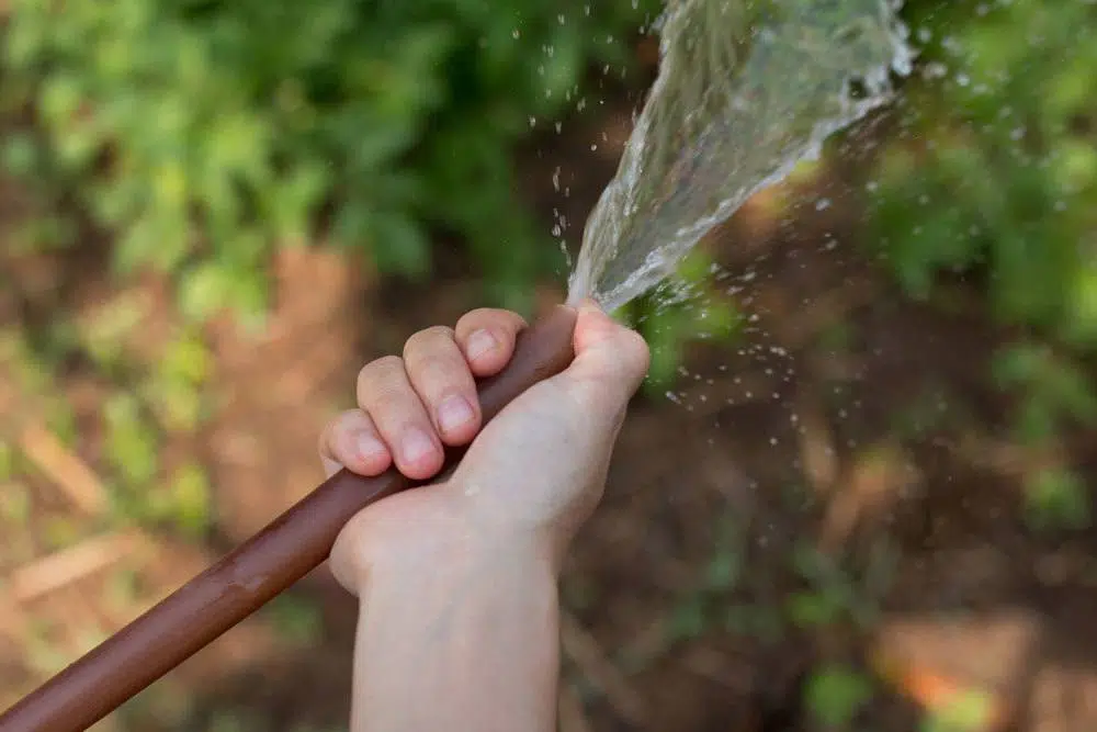 Lemon Tree Sticks: Help Against Sticky Leaves