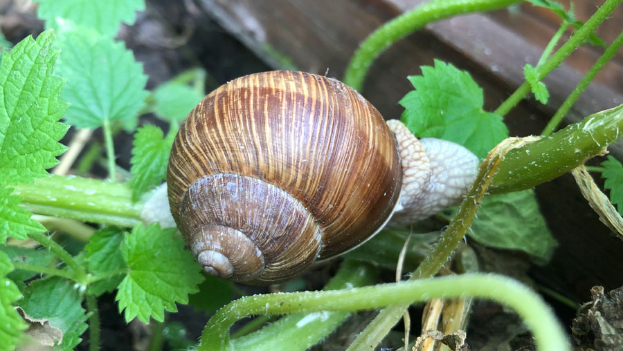 What Helps Against A Plague Of Slugs