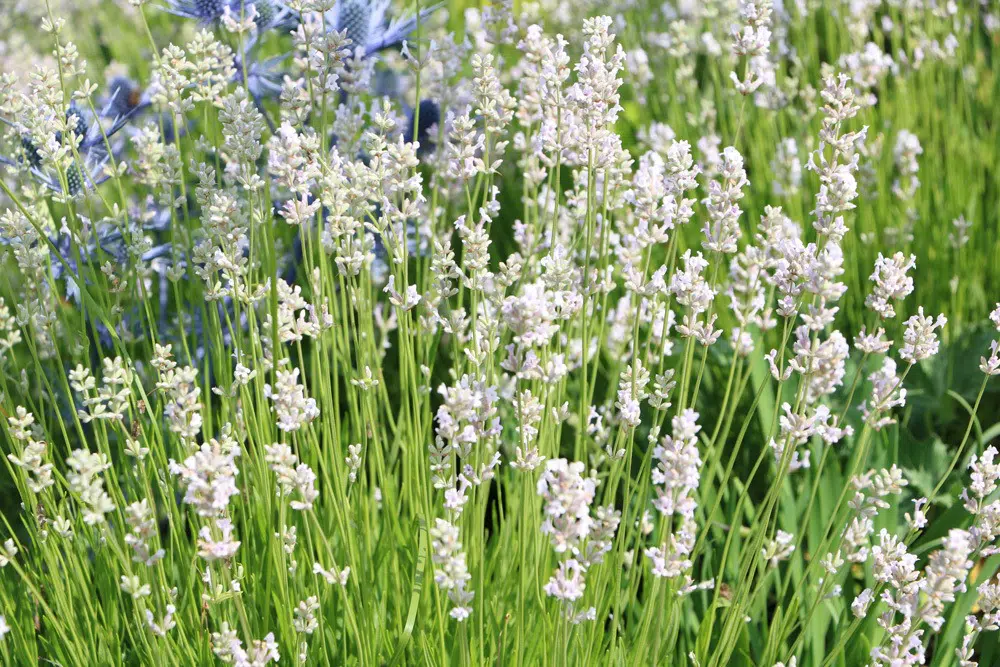 Aphids In The Herb Bed: What To Do?