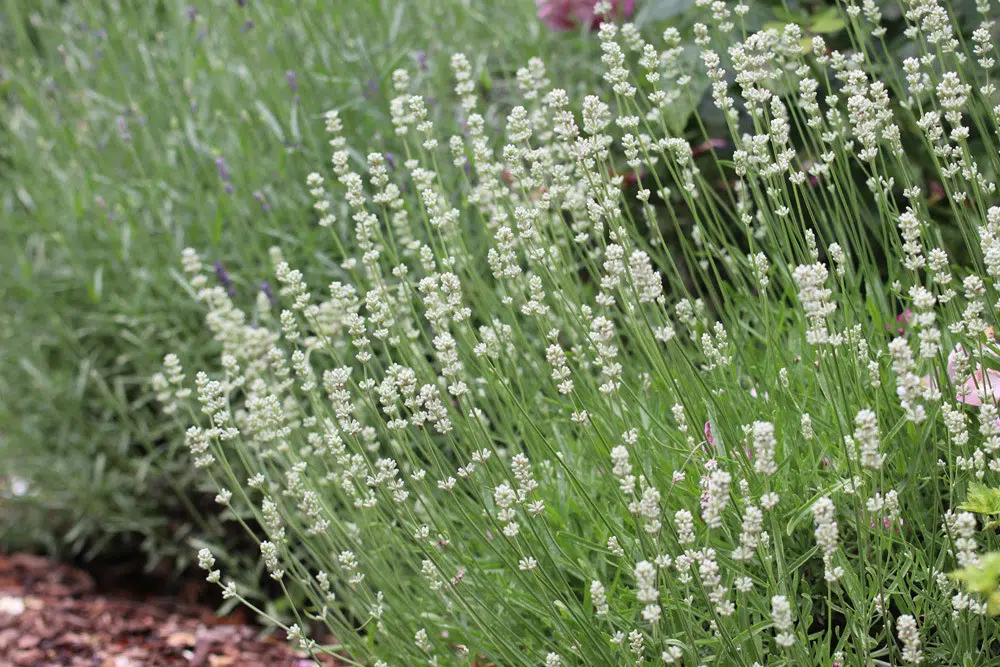 Lavender Suddenly Dies: What To Do?