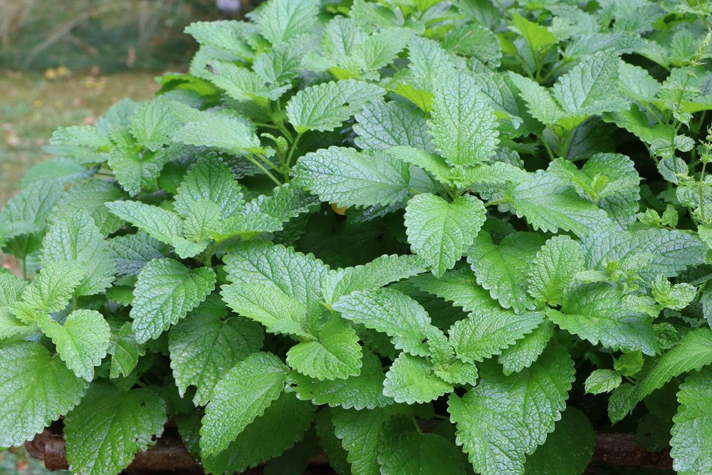 Planting Lemon Balm: Location, Neighbors And Care