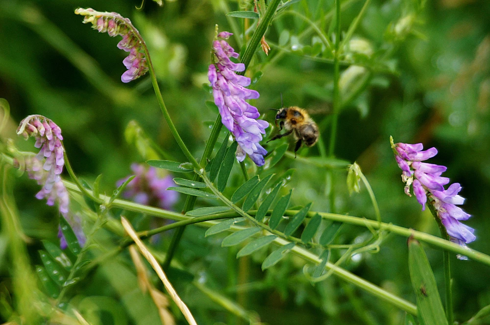 How To Make The Permaculture Garden A Success