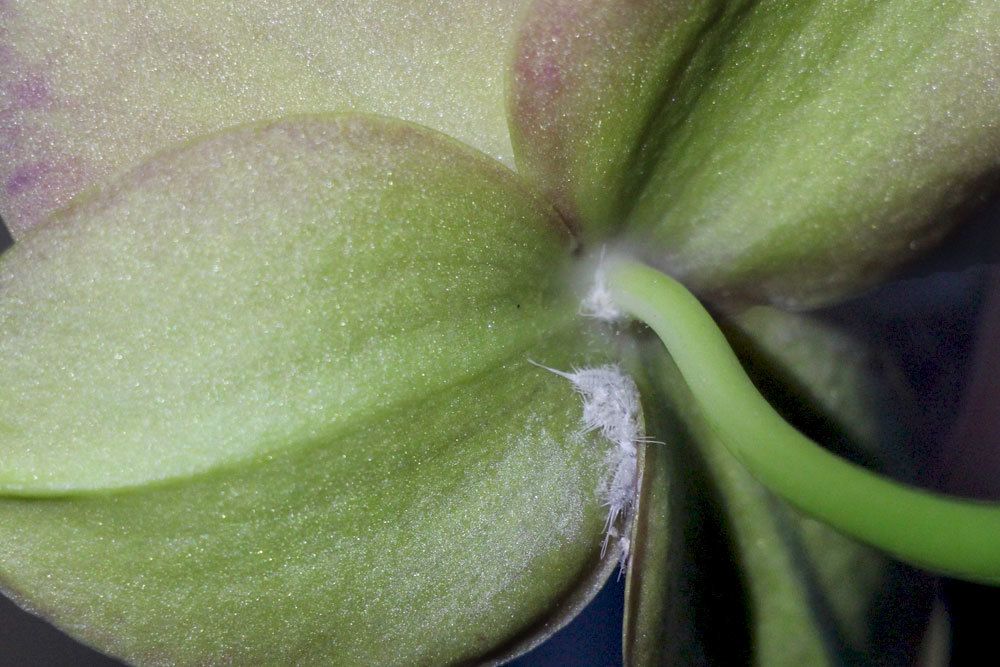 Mealybugs On Orchids: Where Do They Come From? How To Fight?