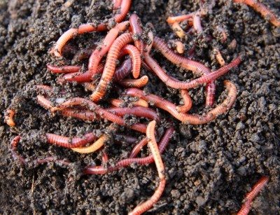 How Do I Grow Earthworms In My Garden?