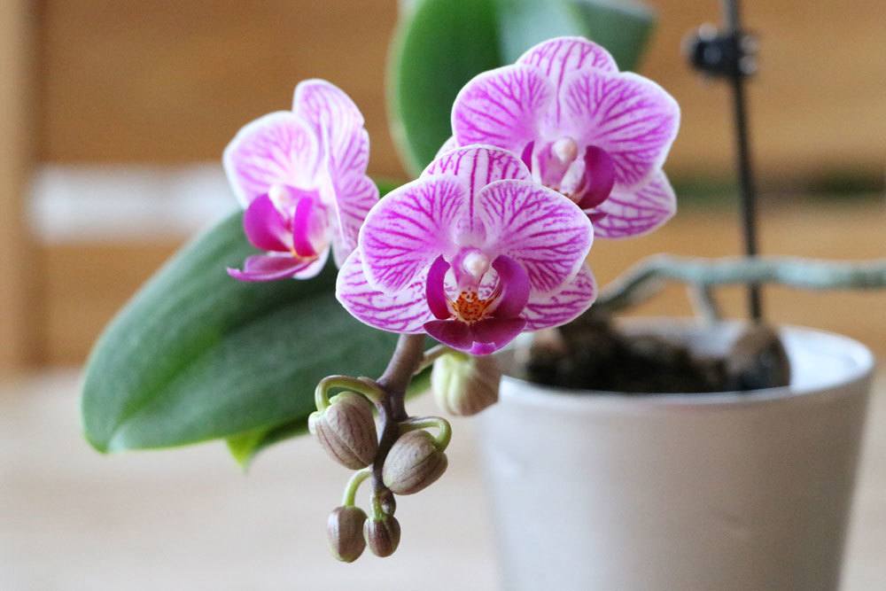 Mealybugs On Orchids: Where Do They Come From? How To Fight?