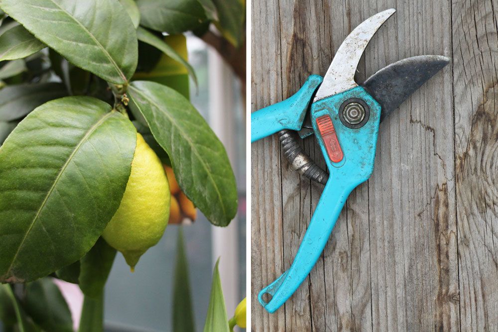 Pruning Lemon Tree Correctly - So It Develops More Flowers & Fruits