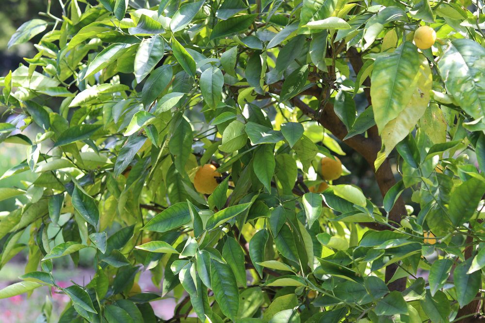 Lemon Tree With Black Spots On The Leaves - How To Treat