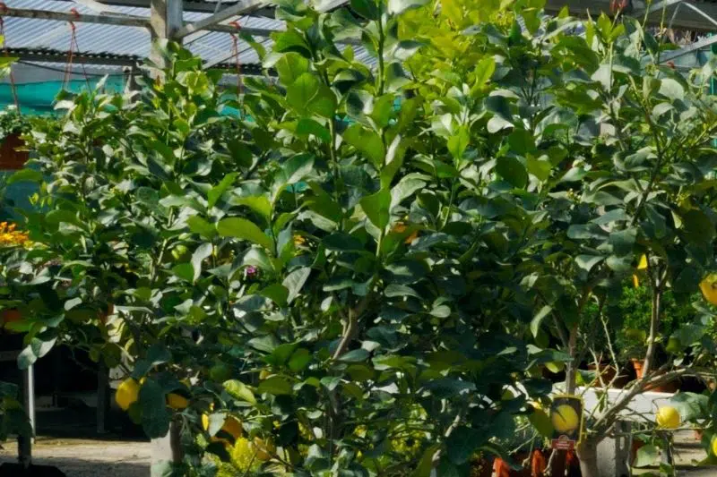 Lemon Tree Dried Up: How To Save It?