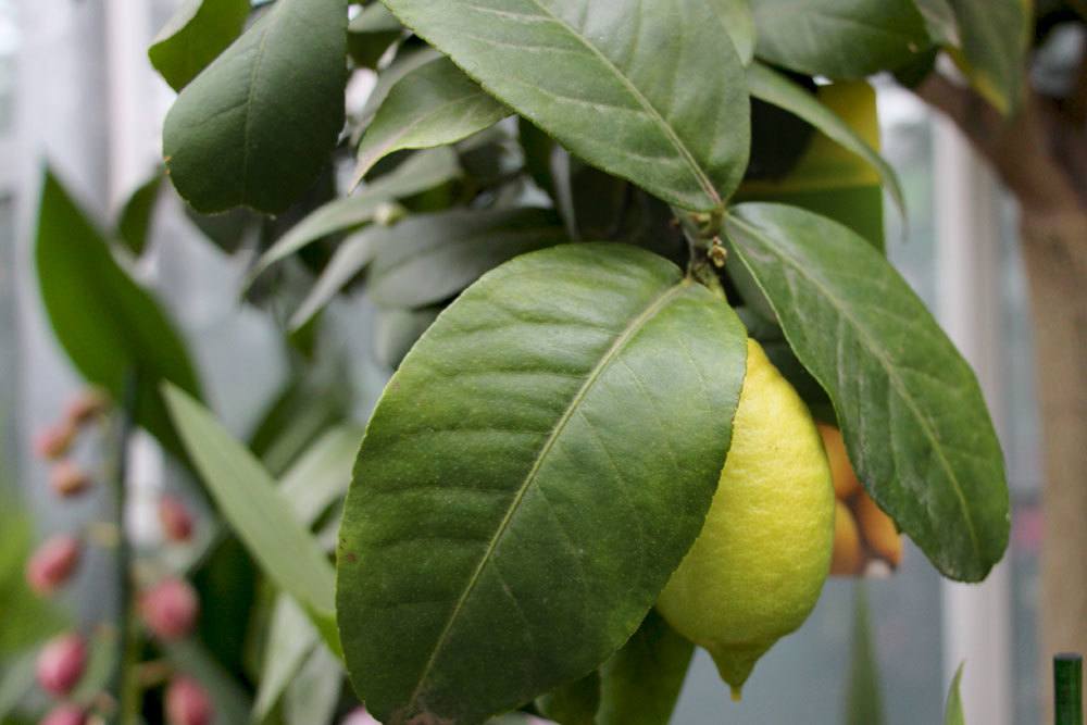 Lemon Tree Turns Yellow And Loses Leaves - Causes And Quick Help