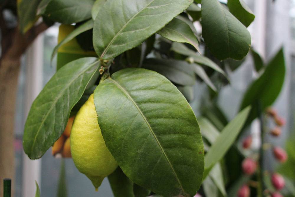 Lemon Tree Drops Flowers And Fruits - What You Can Do
