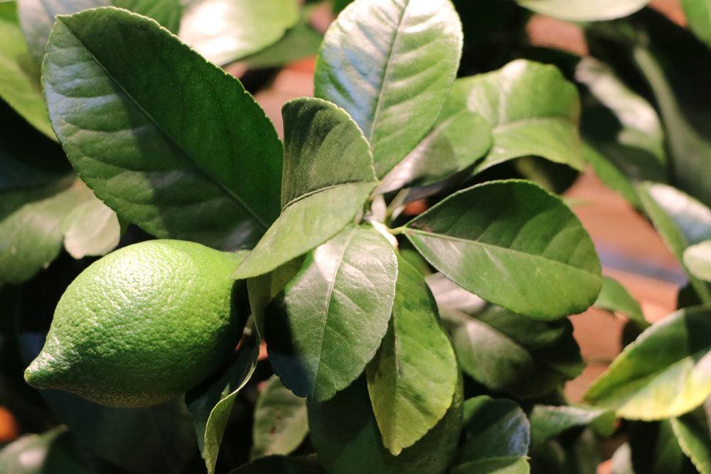 Lemon Tree Drops Flowers And Fruits - What You Can Do