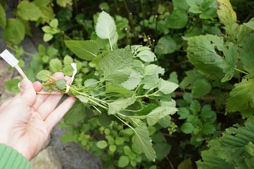 Planting Lemon Balm: Location, Neighbors And Care