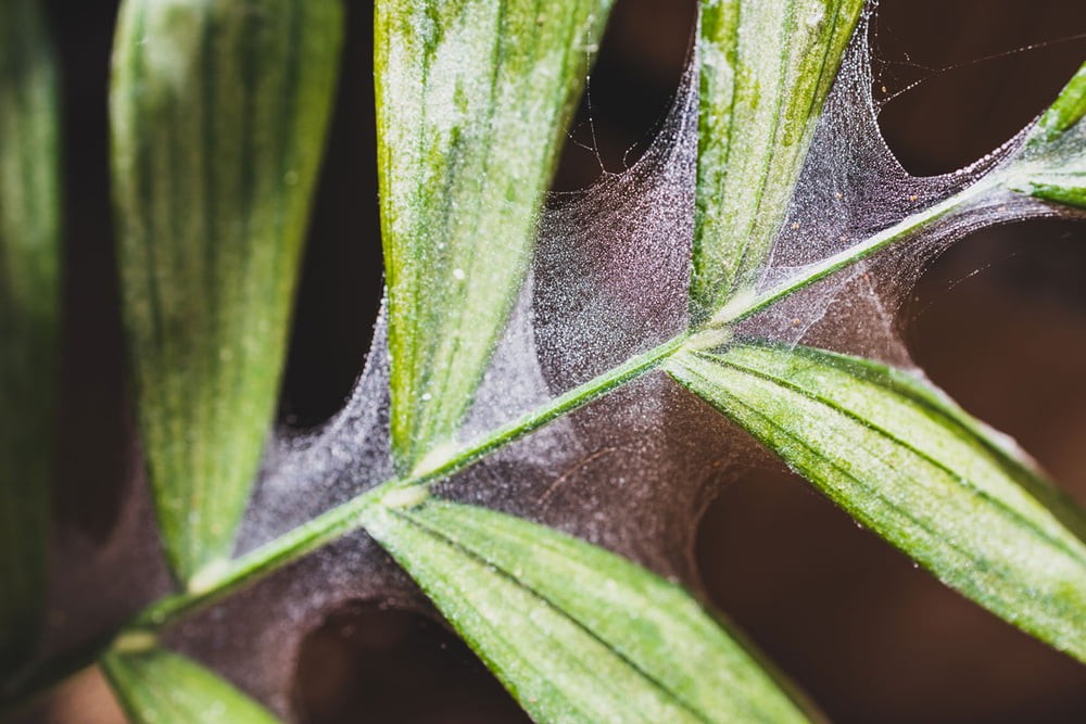 Detect And Control Spider Mites