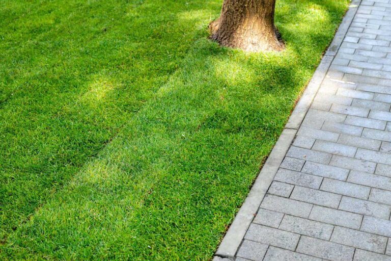 Buying Lawn Edger – Here’s What You Need To Look Out For