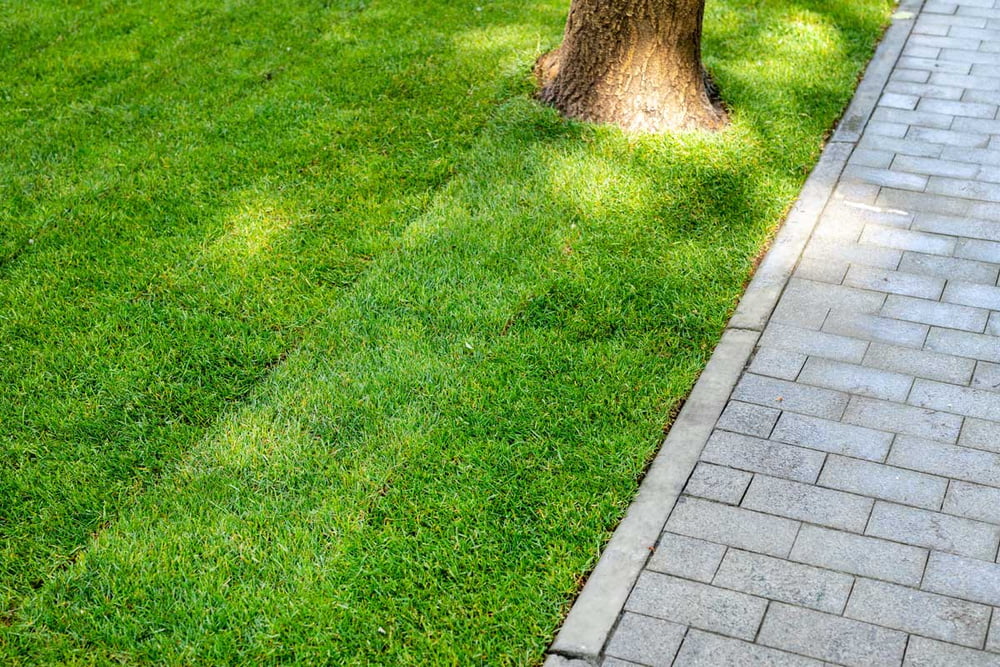 Buying Lawn Edger - Here's What You Need To Look Out For