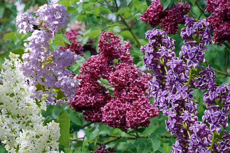 How To Care For And Cut Lilacs
