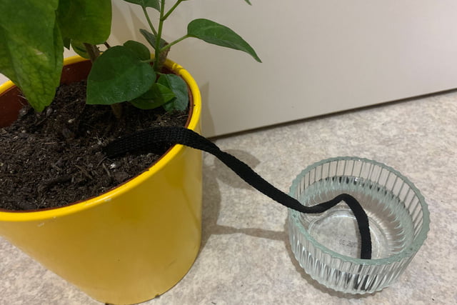 Diy Automatic Watering For Indoor Plants