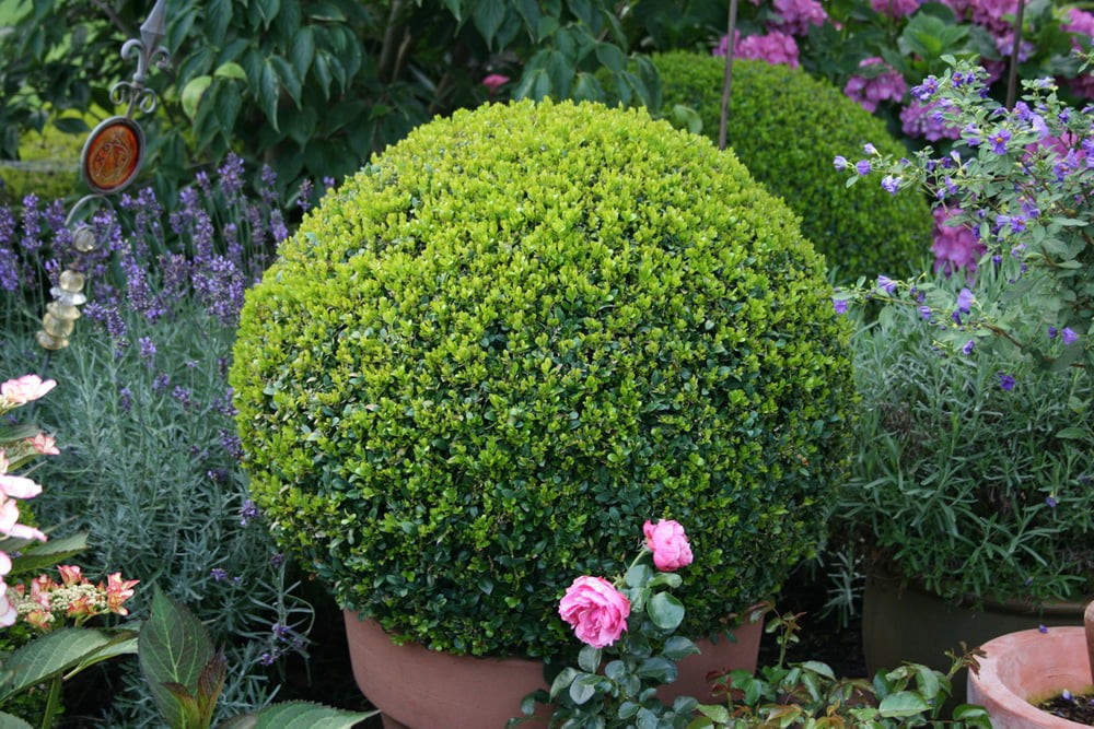 Boxwood Care: What To Do About Pests And Diseases?