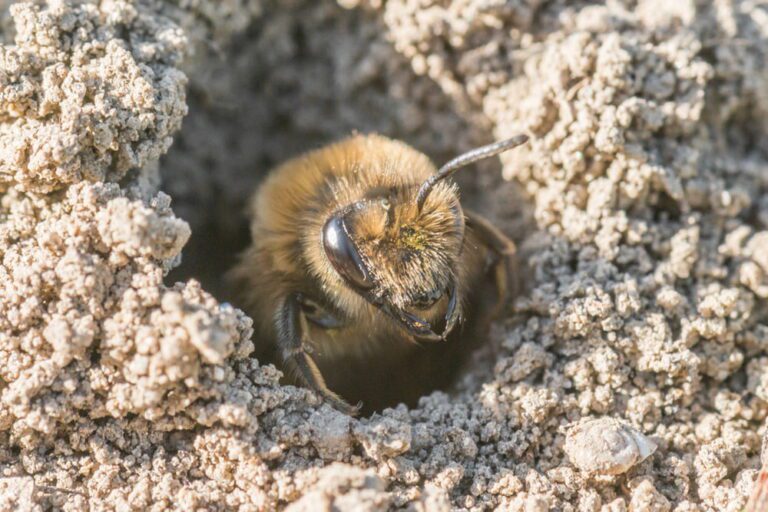 Ground Bees In The Garden: Relocate Or Accept?