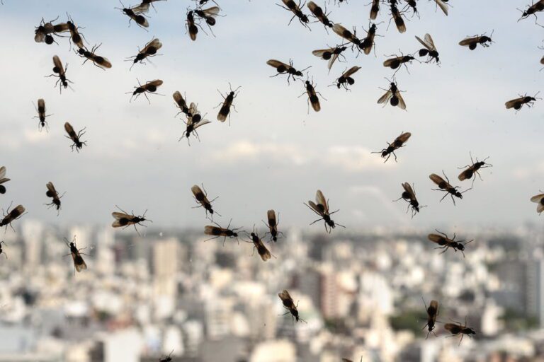 Control Flying Ants In An Environmentally Friendly Way