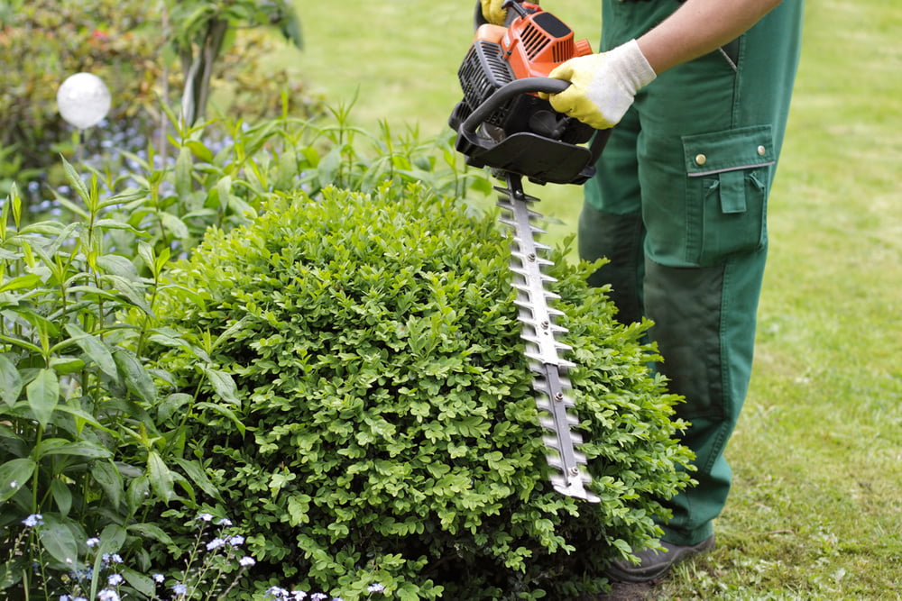 Clean And Maintain Hedge Trimmer - But Safely!