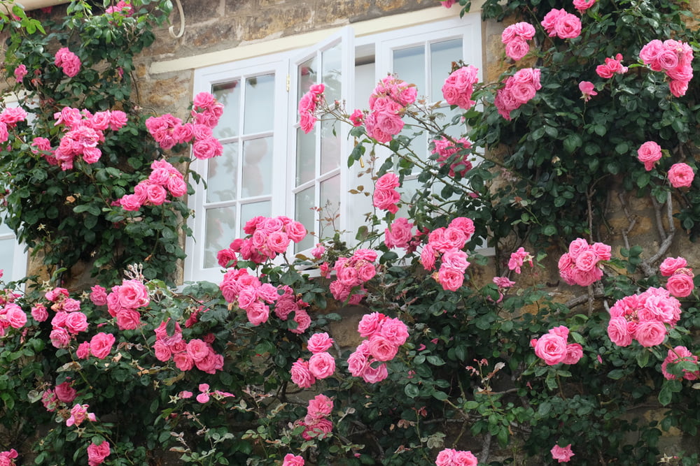 How To Correctly Cut Climbing Roses