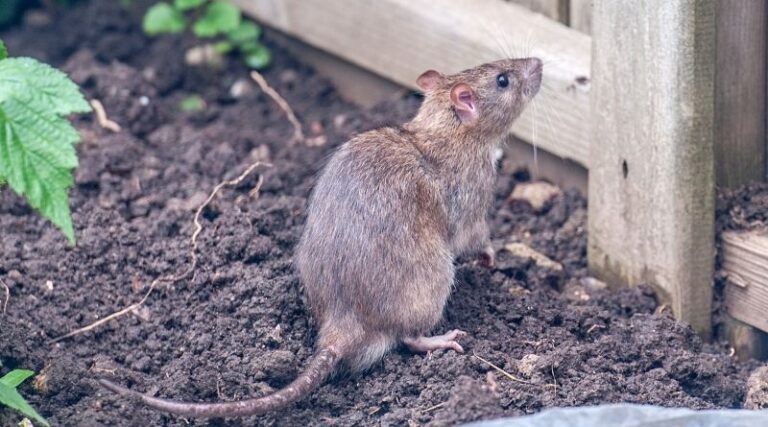 How To Rat Proof Your Compost Pile