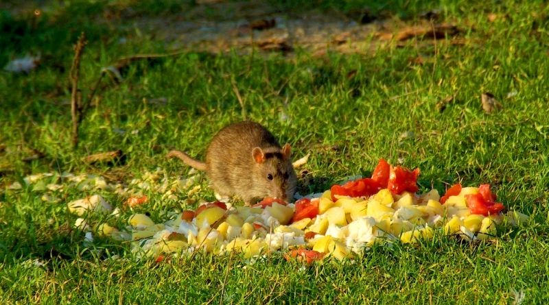 How To Rat Proof Your Compost Pile