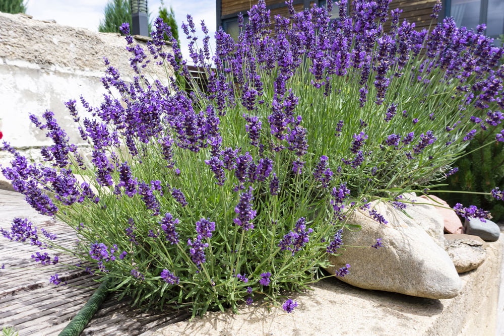 Grow And Propagate Lavender - Here's How