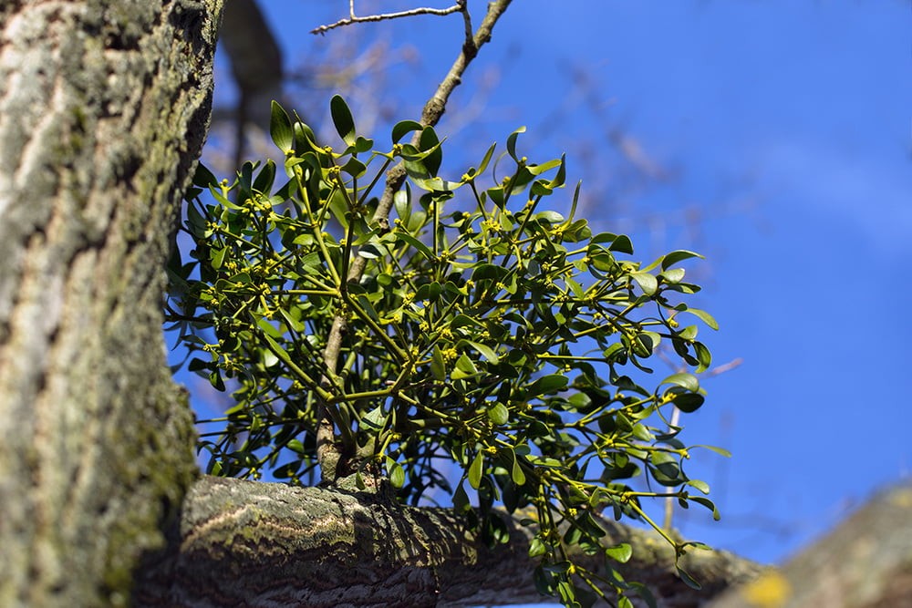 Why You Should Remove Mistletoe From Fruit Trees