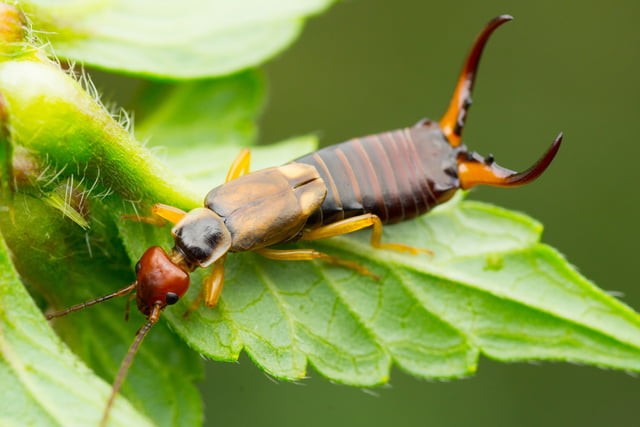 Earwigs - Dangerous Or Useful?