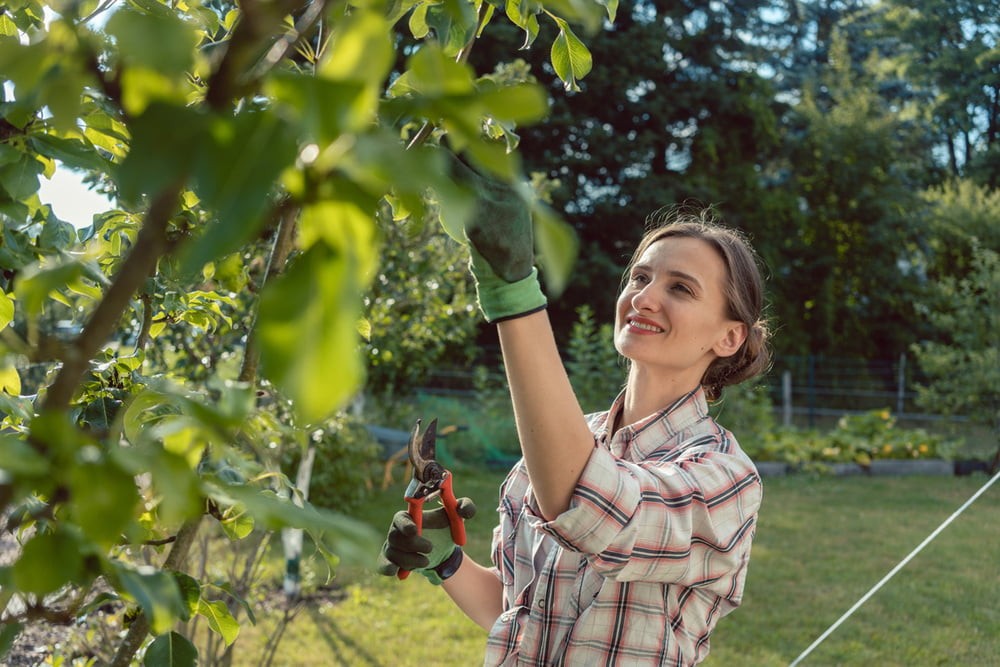 Pruning Fruit Trees In Summer: Here's How!