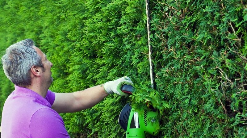 Trimming High Hedges: How To Proceed And What To Consider