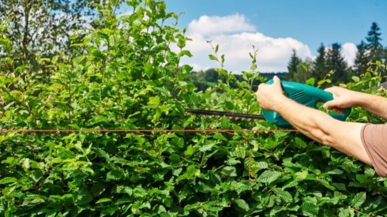 Trimming High Hedges: How To Proceed And What To Consider
