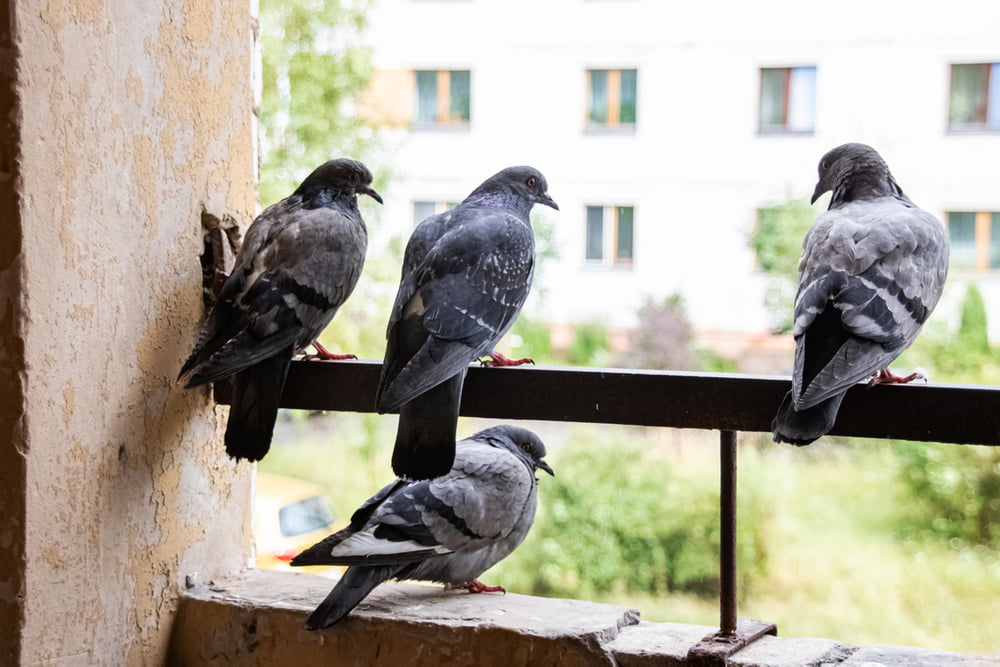 How To Drive Away Pigeons On The Balcony