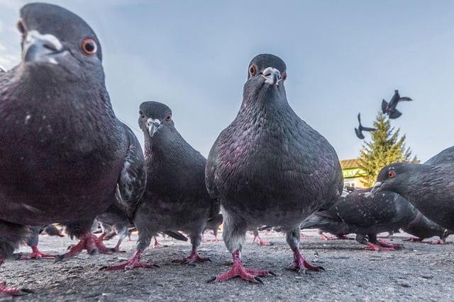 How To Drive Away Pigeons On The Balcony