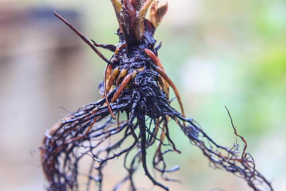 Bare Root Plants: How To Grow Them Better!