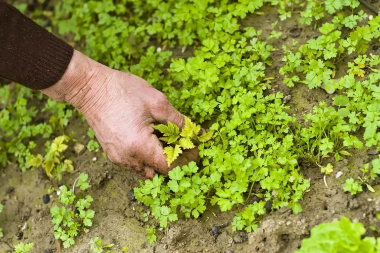 How To Get Rid Of Weeds In Compost
