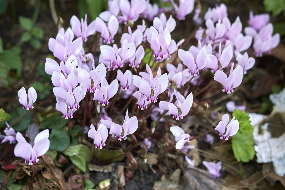 Dangerous Beauties: The Most Poisonous Plants In The Garden