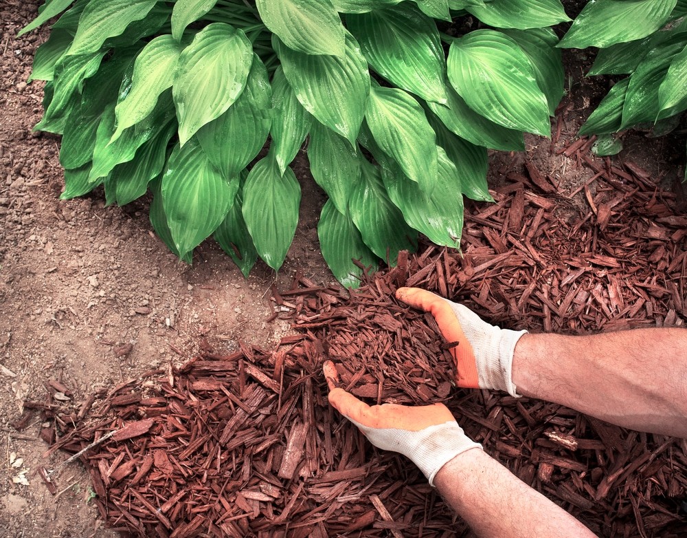 Why Mulch Your Soil?