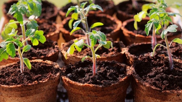 How To Make Your Own Tomato Plants Work On The Windowsill