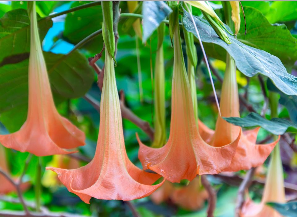 Dangerous Beauties: The Most Poisonous Plants In The Garden